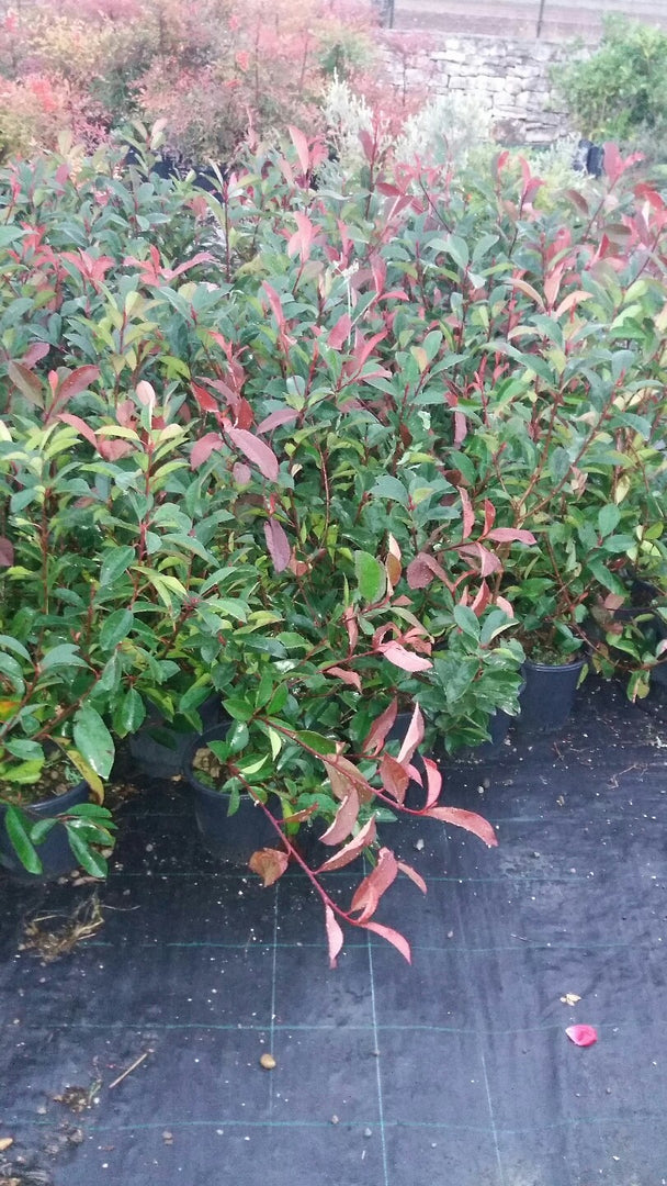 N 3 PIANTE DI PHOTINIA RED ROBIN vaso 18 cm altezza 50 cm rossa (foto reale)