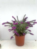 Carica immagine nel visualizzatore Galleria, PIANTA DI BUDDLEIA O BUDDELJA IN VASO 24 CM  fiore viola