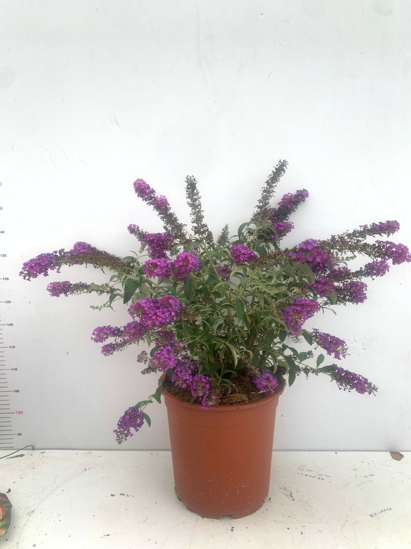 PIANTA DI BUDDLEIA O BUDDELJA IN VASO 24 CM  fiore viola