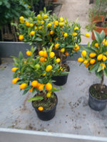Carica immagine nel visualizzatore Galleria, PIANTA DI KUMQUAT innesto basso in vaso 20 (foto reali)