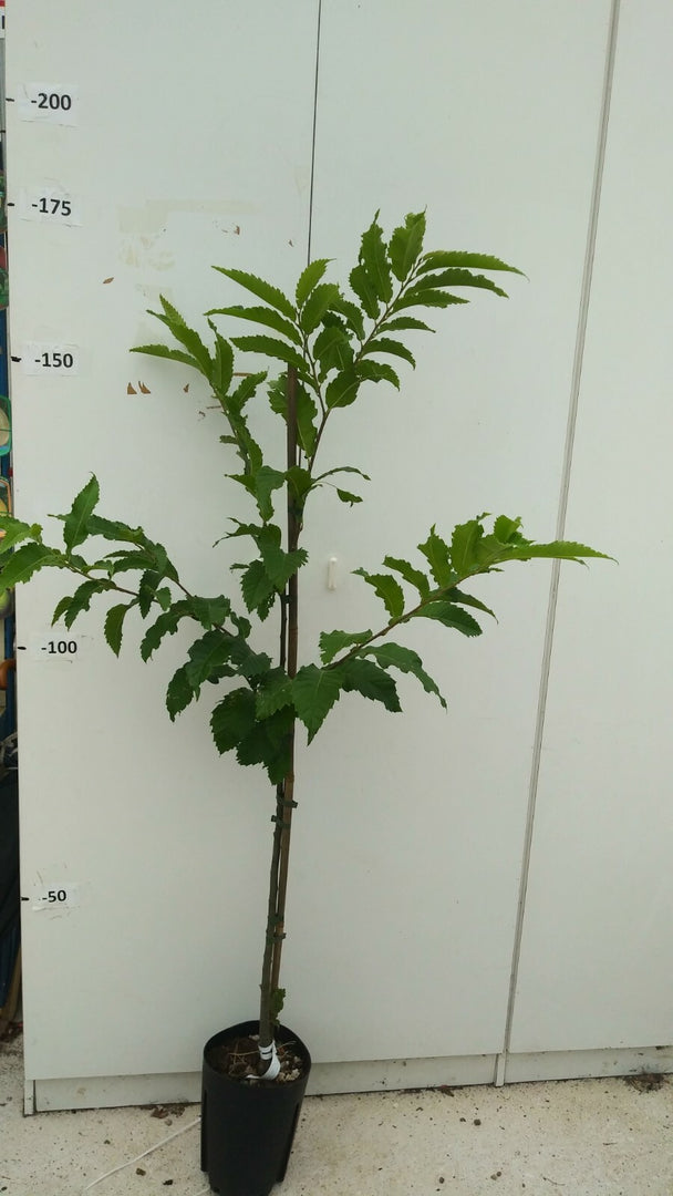PIANTA DI CASTAGNO ALBERO altezza 140/160 cm anni DUE in vaso 20  (foto reali)