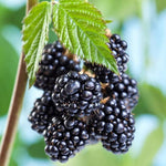 Carica immagine nel visualizzatore Galleria, MORA CHESTER - Rubus fruticosus
