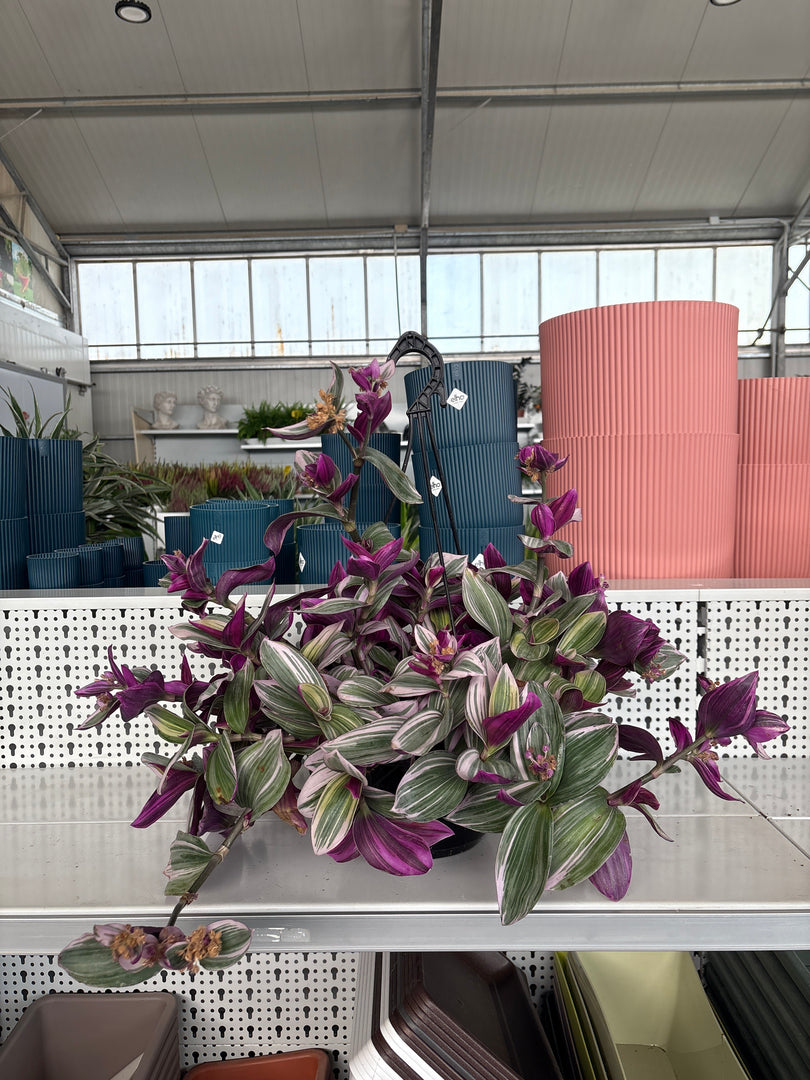Tradescantia