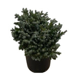 Carica immagine nel visualizzatore Galleria, ABETE NANO BLU -  Picea pungens ‘Globosa Nana’
