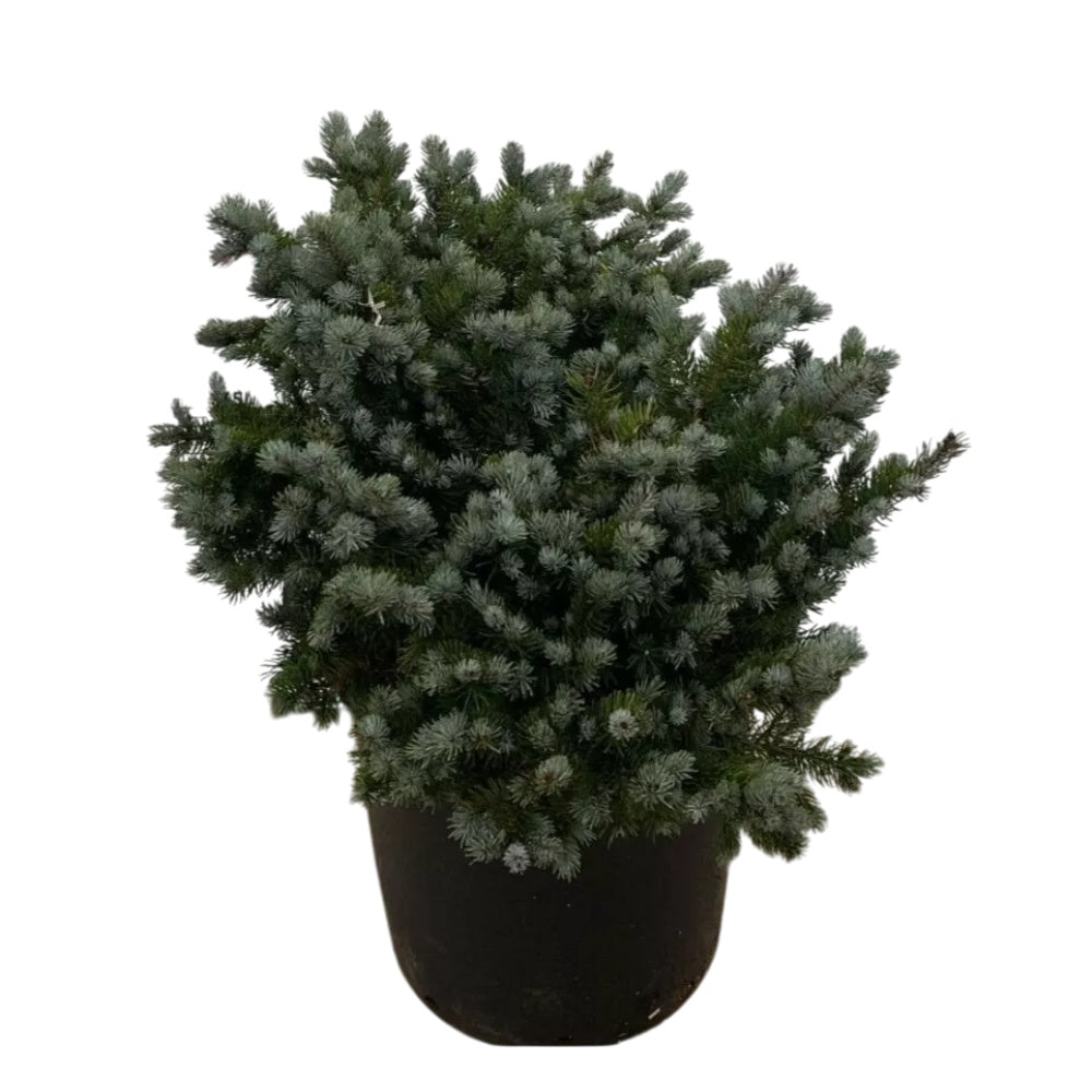 ABETE NANO BLU -  Picea pungens ‘Globosa Nana’