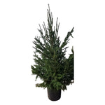 Carica immagine nel visualizzatore Galleria, ABETE ROSSO  -  Picea abies

