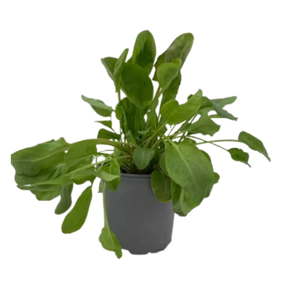 ACETOSA, ERBA BRUSCA - Rumex acetosa