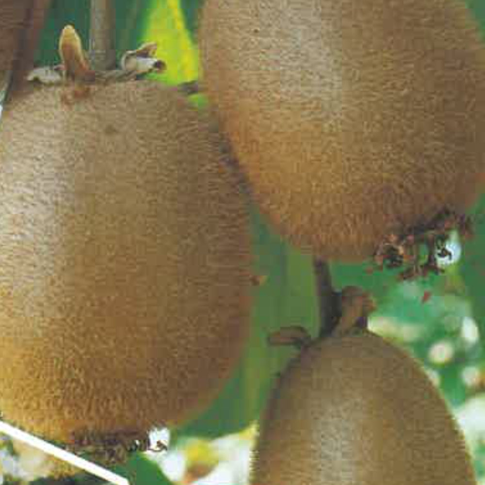 KIWI IMPOLLINATORE - Actinidia chinensis