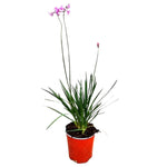Carica immagine nel visualizzatore Galleria, AGLIO AFRICANO, TULBAGHIA - Tulbaghia violacea
