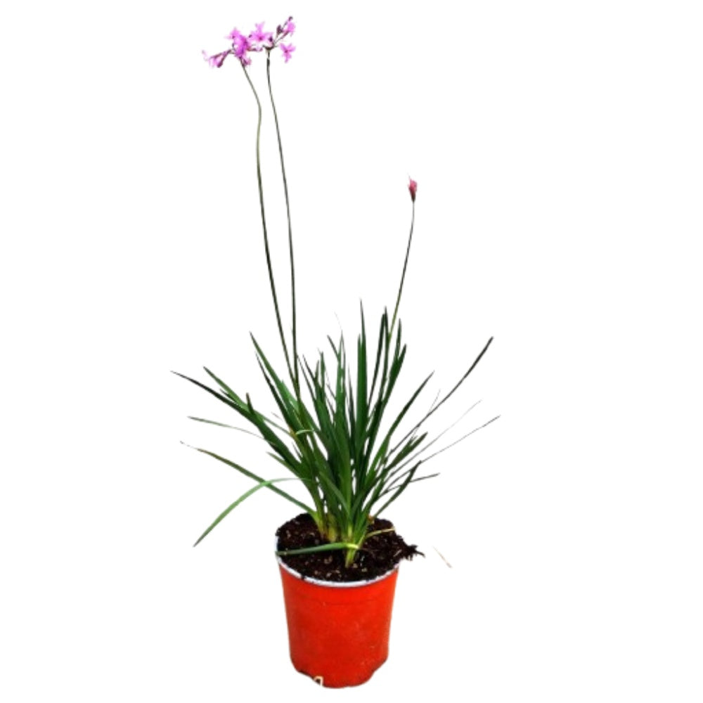 AGLIO AFRICANO, TULBAGHIA - Tulbaghia violacea