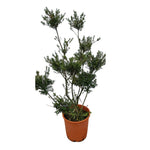 Carica immagine nel visualizzatore Galleria, AGRIFOGLIO -  Ilex aquifolium (forma potata “pom pom”)
