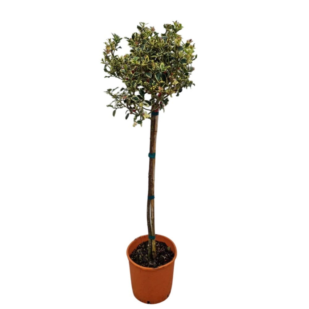 AGRIFOGLIO VARIEGATO PON PON - Lex aquifolium