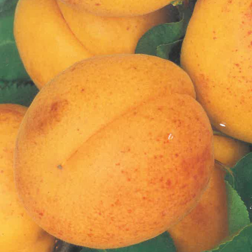 ALBICOCCA ANTONIO ERRANI  - Prunus armeniaca