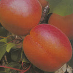 Carica immagine nel visualizzatore Galleria, ALBICOCCA AURORA - Prunus armeniaca
