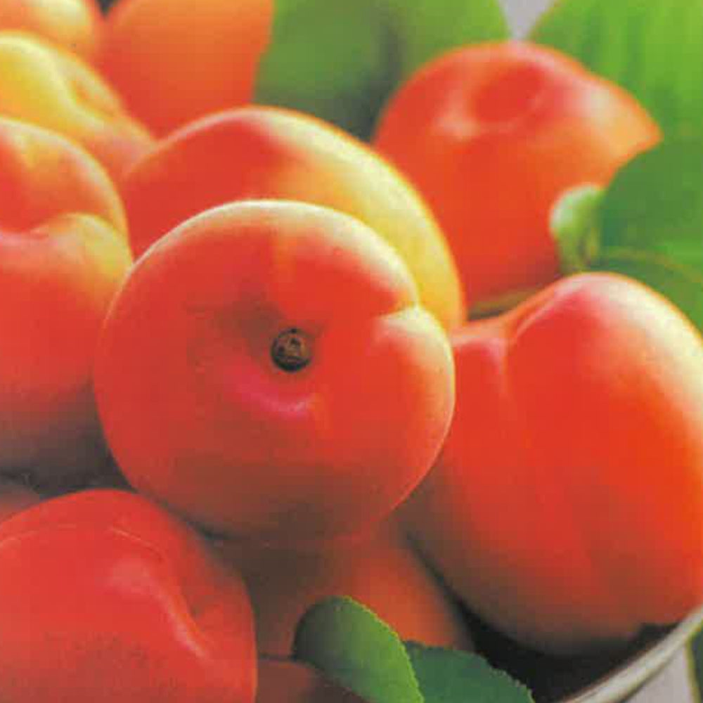 ALBICOCCA CANINO TARDIVO - Prunus armeniaca