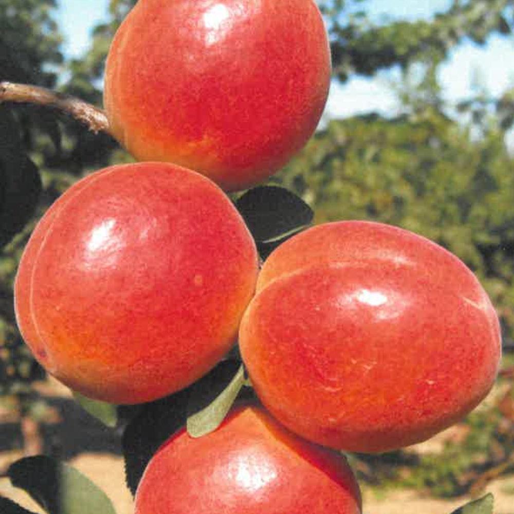 ALBICOCCA DI AGOSTO - Prunus armeniaca