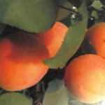 Carica immagine nel visualizzatore Galleria, ALBICOCCA LADY ELENA  - Prunus armeniaca
