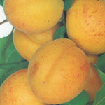 Carica immagine nel visualizzatore Galleria, ALBICOCCA LUIZET - Prunus armeniaca
