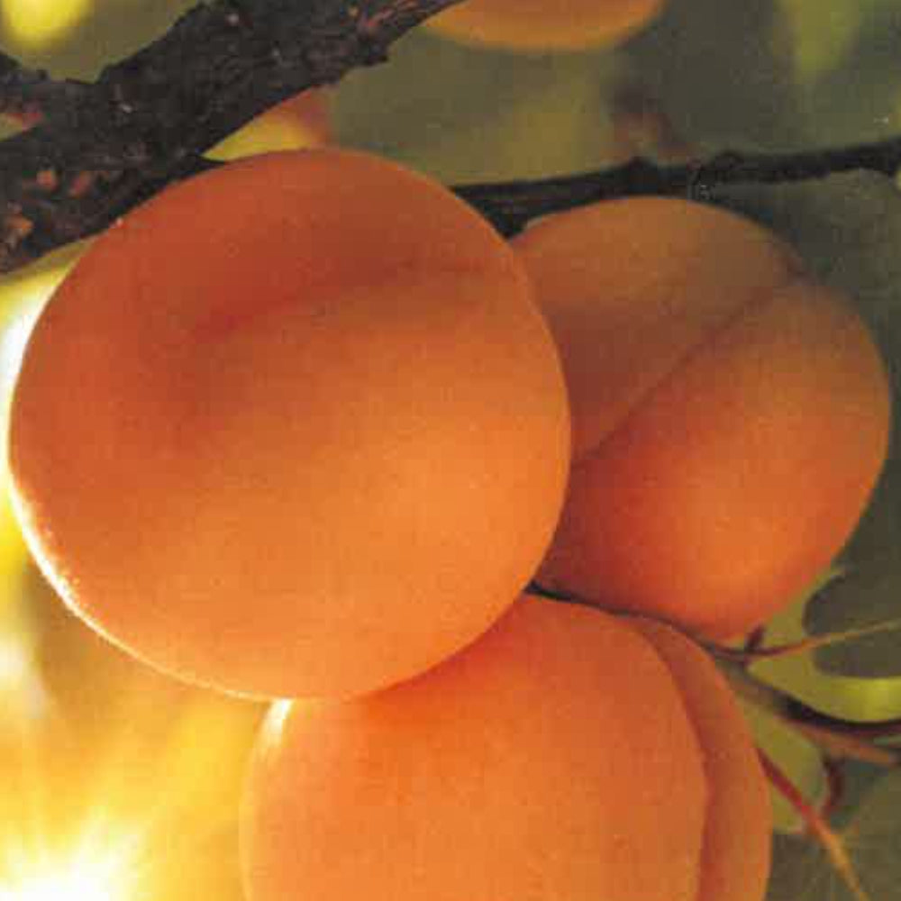 ALBICOCCA NENNELLA - Prunus armeniaca