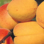 Carica immagine nel visualizzatore Galleria, ALBICOCCA PALUMMELLA - Prunus armeniaca
