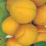 Carica immagine nel visualizzatore Galleria, ALBICOCCA PORTICI - Prunus armeniaca
