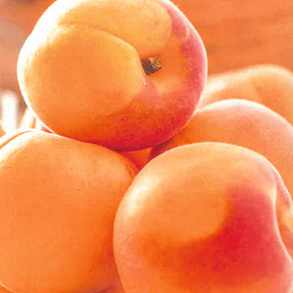 ALBICOCCA PRECOCE COLUMER - Prunus armeniaca