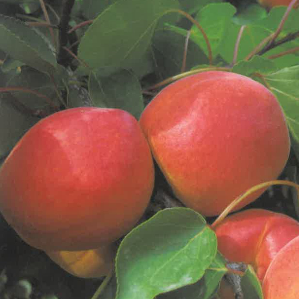 ALBICOCCA ROSSA DI MAGGIO - Prunus armeniaca