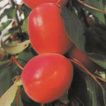 Carica immagine nel visualizzatore Galleria, ALBICOCCA SPRINBEL - Prunus armeniaca
