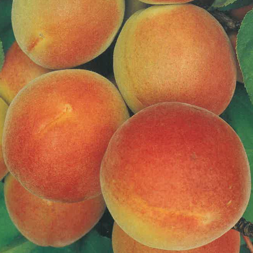 ALBICOCCA CAFONA - Prunus armeniaca