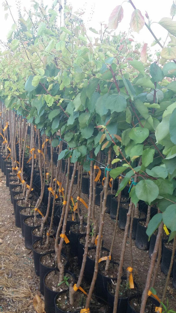 ALBICOCCA DI AGOSTO - Prunus armeniaca