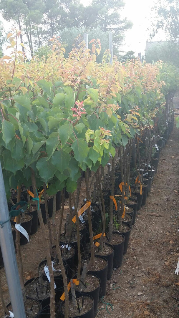 ALBICOCCA PRECOCE D'IMOLA - Prunus armeniaca