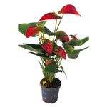 Carica immagine nel visualizzatore Galleria, ANTHURIUM, FIORE DI FLAMINGO - Anthurium spp.
