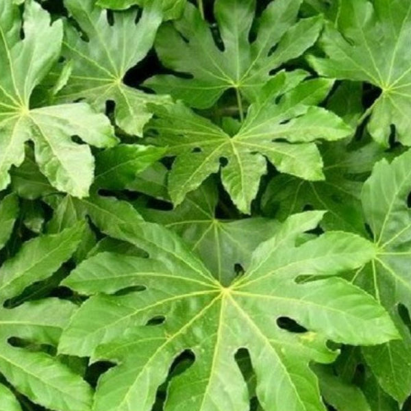 PIANTA DI FATSIA JAPONICA O ARALIA IN VASO 23 CM DEPURATRICE D'ARIA (foto reale)