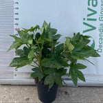 Carica immagine nel visualizzatore Galleria, PIANTA DI FATSIA JAPONICA O ARALIA IN VASO 23 CM DEPURATRICE D&#39;ARIA (foto reale)
