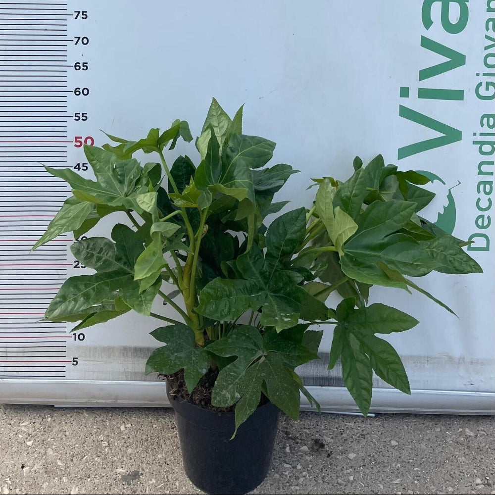 PIANTA DI FATSIA JAPONICA O ARALIA IN VASO 23 CM DEPURATRICE D'ARIA (foto reale)