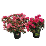 Carica immagine nel visualizzatore Galleria, AZALEA - Rhododendron spp.
