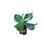Carica immagine nel visualizzatore Galleria, Aborescens - Crassula Hybrida (in alveolo)
