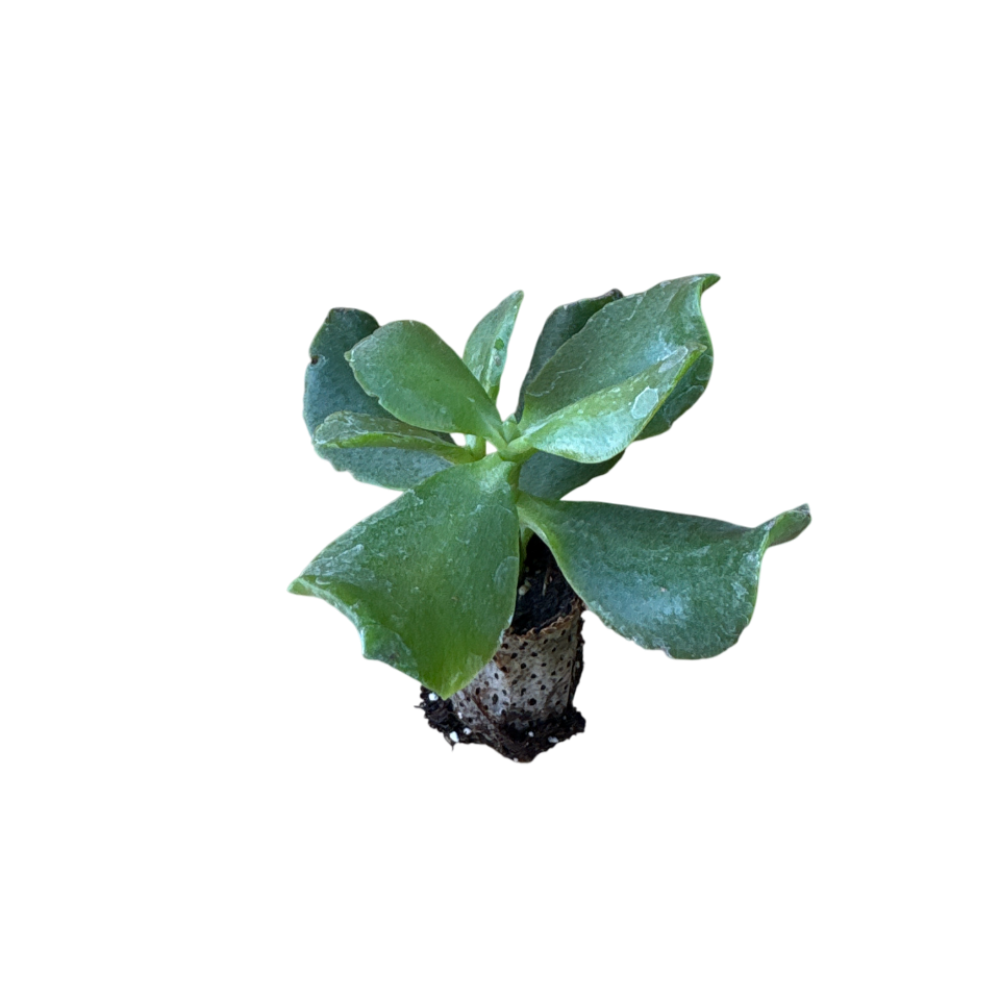 Aborescens - Crassula Hybrida (in alveolo)