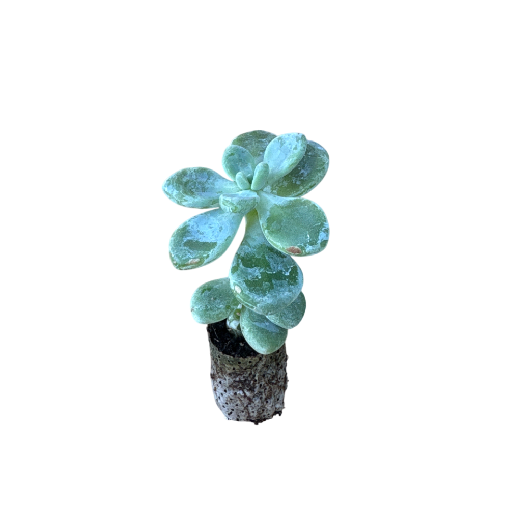 Amoena - Echeveria Hybrida (in alveolo)