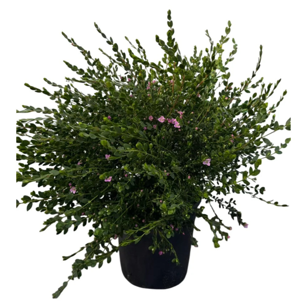 BORONIA CRENULATA