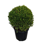Carica immagine nel visualizzatore Galleria, BOSSO A PALLA -  Buxus sempervirens
