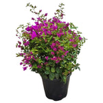 Carica immagine nel visualizzatore Galleria, BOUGANVILLEA - Bougainvillea sanderiana
