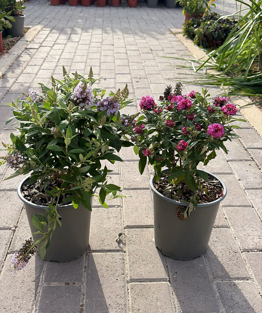 BUDDLEJA ‘BUTTERFLY’ V.19