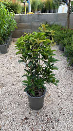 Carica immagine nel visualizzatore Galleria, OSMANTHUS V.19