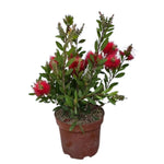 Carica immagine nel visualizzatore Galleria, CALLISTEMON, SPAZZOLA PER BOTTIGLIE - Callistemon leavis
