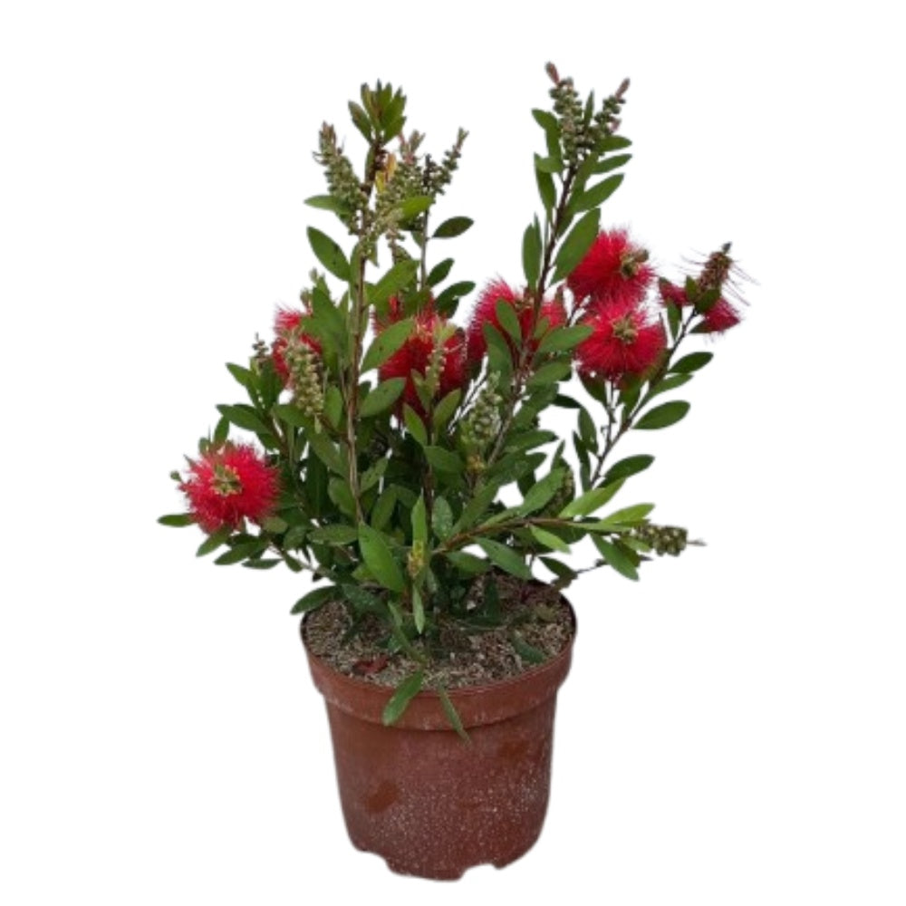 CALLISTEMON, SPAZZOLA PER BOTTIGLIE - Callistemon leavis
