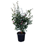 Carica immagine nel visualizzatore Galleria, CAMELIA - Camellia japonica
