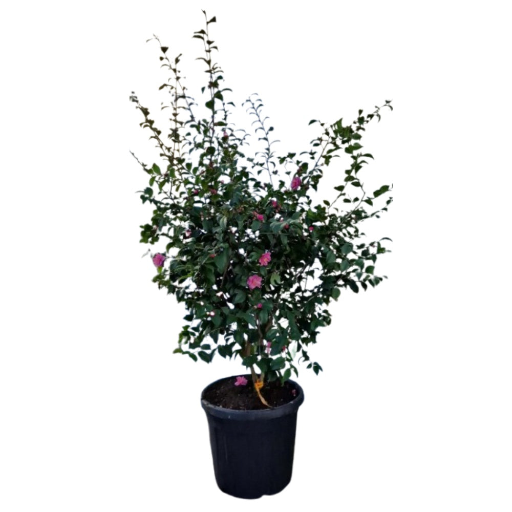 CAMELIA - Camellia japonica