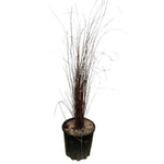 Carica immagine nel visualizzatore Galleria, CAREX BUCHANANII - Carex buchananii
