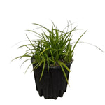 Carica immagine nel visualizzatore Galleria, CAREX IRISH GREEN - Carex divulsa
